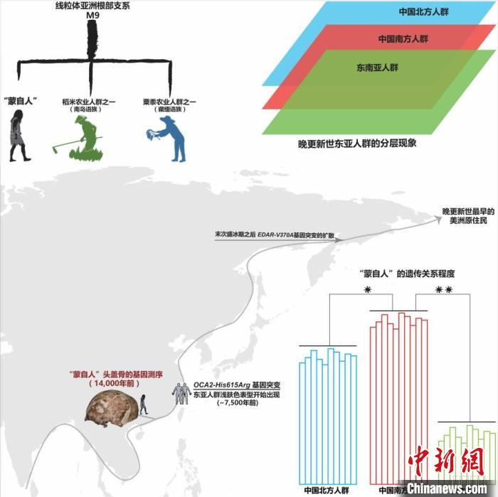 图为“蒙自人”的群体历史以及与其他亚洲人群的遗传关系 。　中国科学院昆明动物研究所供图
